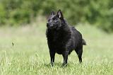 SCHIPPERKE 319